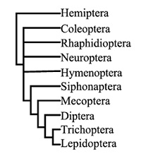110_phylogeny of holometabolous.jpg